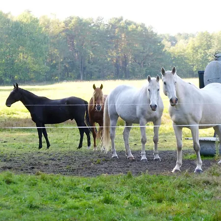 Wooden By Scharmuetzelsee * Selchow (Oder-Spree)