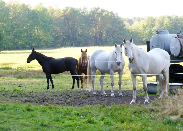 Wooden By Scharmuetzelsee * Selchow (Oder-Spree)
